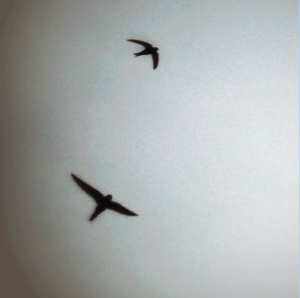 Photo de deux oiseaux sombres dans un ciel gris lumineux