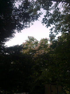 Photo du feuillage dans une forêt avec un bout de ciel clair