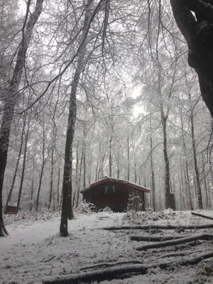 Photo d'une cabane au milieu de la forêt