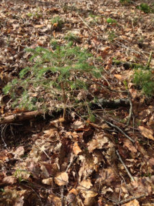Photo d'un tapis de feuilles mortes avec au milieu une petite plante