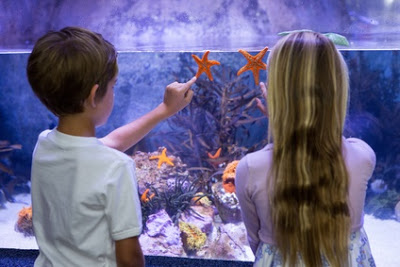 Photo de deux enfants de dos, pointant du doigt deux étoiles de mer qu'ils voient en face d'eux dans un gran aquarium