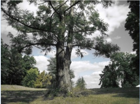 Photo d'un arbre majestueux et solitaire, au milieu d'une clairière