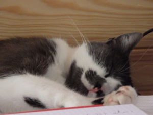 Photo d'un chat faisant la sieste