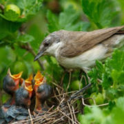 Photo d'une mère oiseau donnant la becquée à ses petits