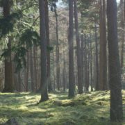 Photo d'une forêt au sol très vert éclairée par les rayons du soleil