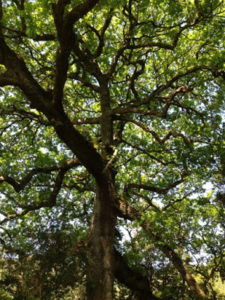 Photo d'un arbre feuillu, dont les nombreuses branches s'étendent dans toutes les directions