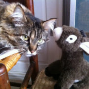 Photo d'un chat semblant écouter ce qui lui chuchote à l'oreille un animal en peluche