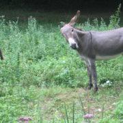 Photo d'un âne, de profil, la tête tournée vers l'objectif, et devant lui, de l'arrière-train d'un autre âne