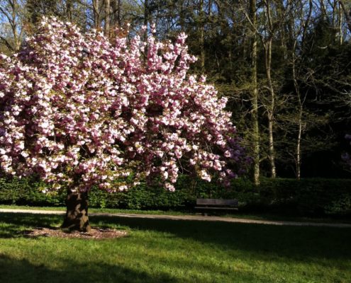 Photo d'un cerisier en fleur, à l'aise dans un parc verdoyant