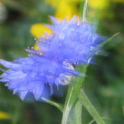 Photo floue d'une fleur