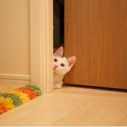 Photo d'un chat passant la tête par une porte entrebaillée