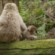 Gif d'une maman singe et de son petit