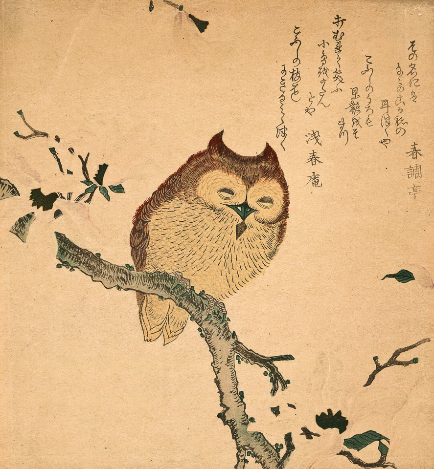 dessin japonais ancien de chouette sur une branche