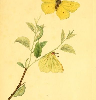 Gravure représentant les différents stades de développement du papillon. Sur une tige se trouvent la chenille, la chrysalide et le papillon, ailes pliées. Au-dessus, un deuxième papillon prend son envol.