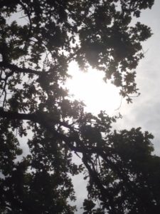 Photographie prise sous la frondaison d'un arbre filtrant les rayons du soleil
