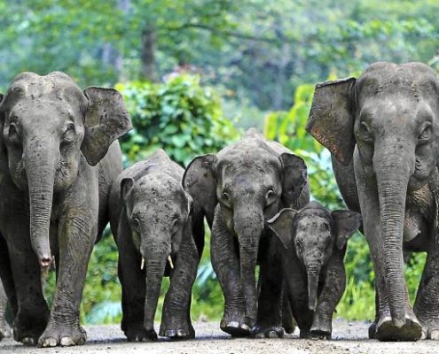Photographie d'un groupe d'éléphants en marche vu de face.