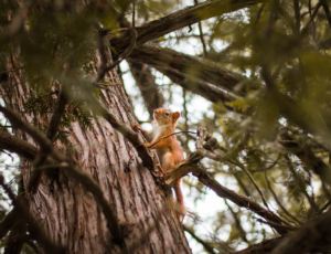 Photographie d'un écureuil au milieu d'une frondaison