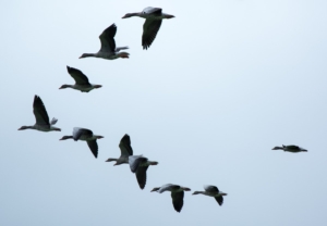 Photographie d'un groupe d'oiseaux migrateurs volant en formation en V.