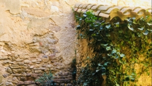 Photographie d'un mur avec du lierre grimpant dessus.