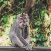 Photo d'un singe dont la posture évoque le doute
