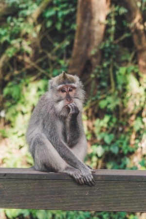 Photo d'un singe dont la posture évoque le doute
