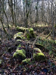 Photo d'un sol de forêt