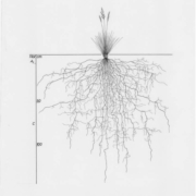 Illustration botanique herbe et racine noir et blanc